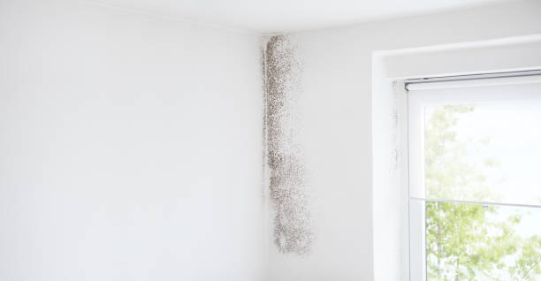 Best Black Mold Removal  in Gibraltar, MI