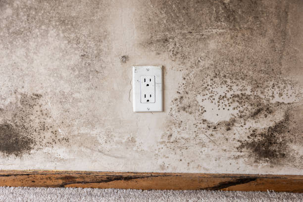  Gibraltar, MI Mold Removal Pros
