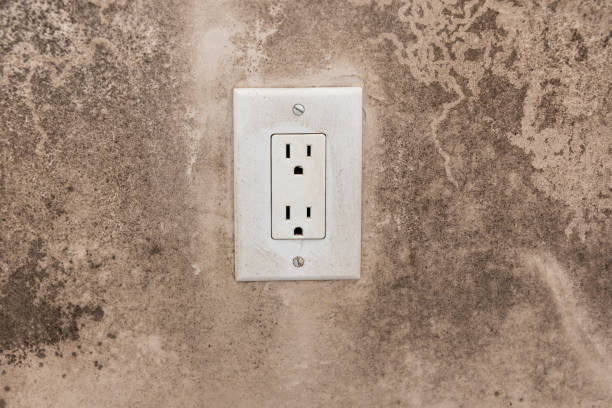 Best Attic Mold Removal  in Gibraltar, MI