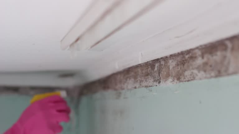 Best Basement Mold Removal  in Gibraltar, MI